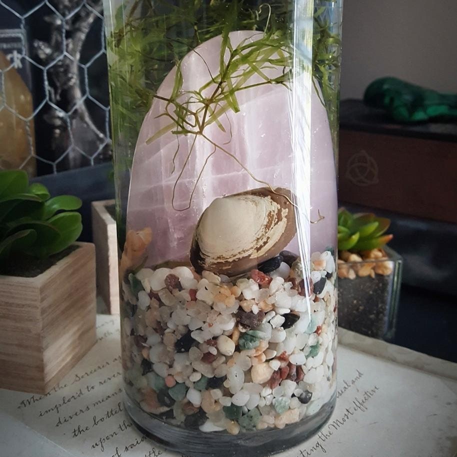 Crystal Garden Marimo Garden Water Garden Metaphysical
