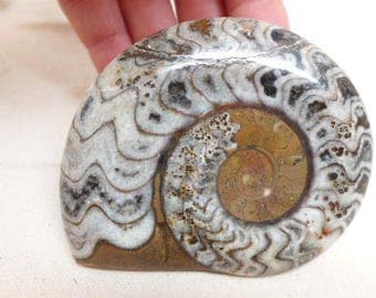 Polished Ammonite Specimen - Ammonite