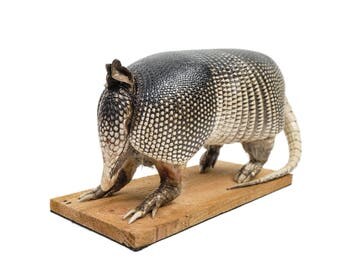 taxidermy armadillo for sale