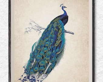 Peacock clipart | Etsy