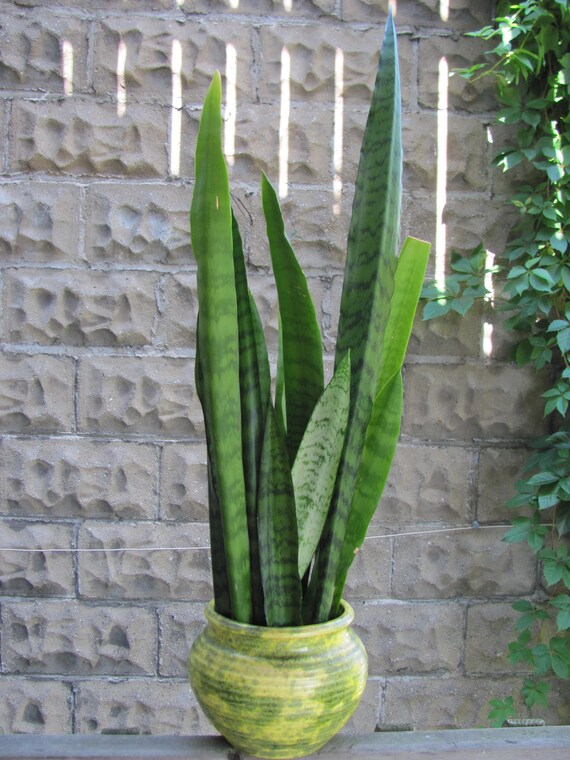 Items similar to Sansevieria trifasciata ‘Zeylanica