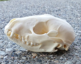 Raccoon Skull - ChippersTaxidermy