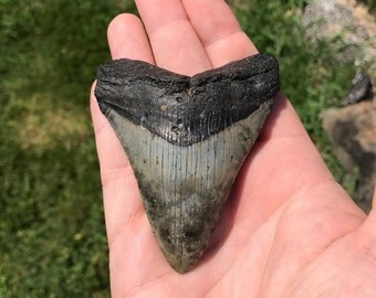Megalodon Tooth - medium - North Carolina