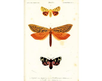 Tableau composé de 7 papillons rares vintage - Décoration