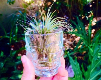 Glass Skull Planter, Air Plant Holder *Tilllandsia Included*