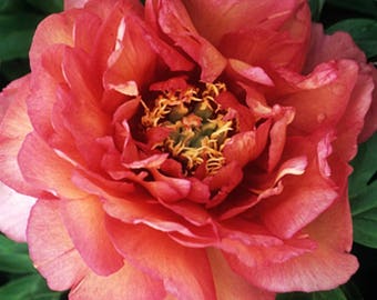 Itoh Peony Hillary (2-3 eye bare root) ~ SHIPPING OCTOBER