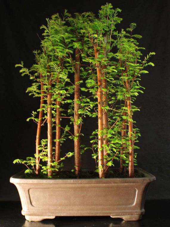 Specimen Metasequoia Forest  Bonsai  in unglazed ceramic pot 