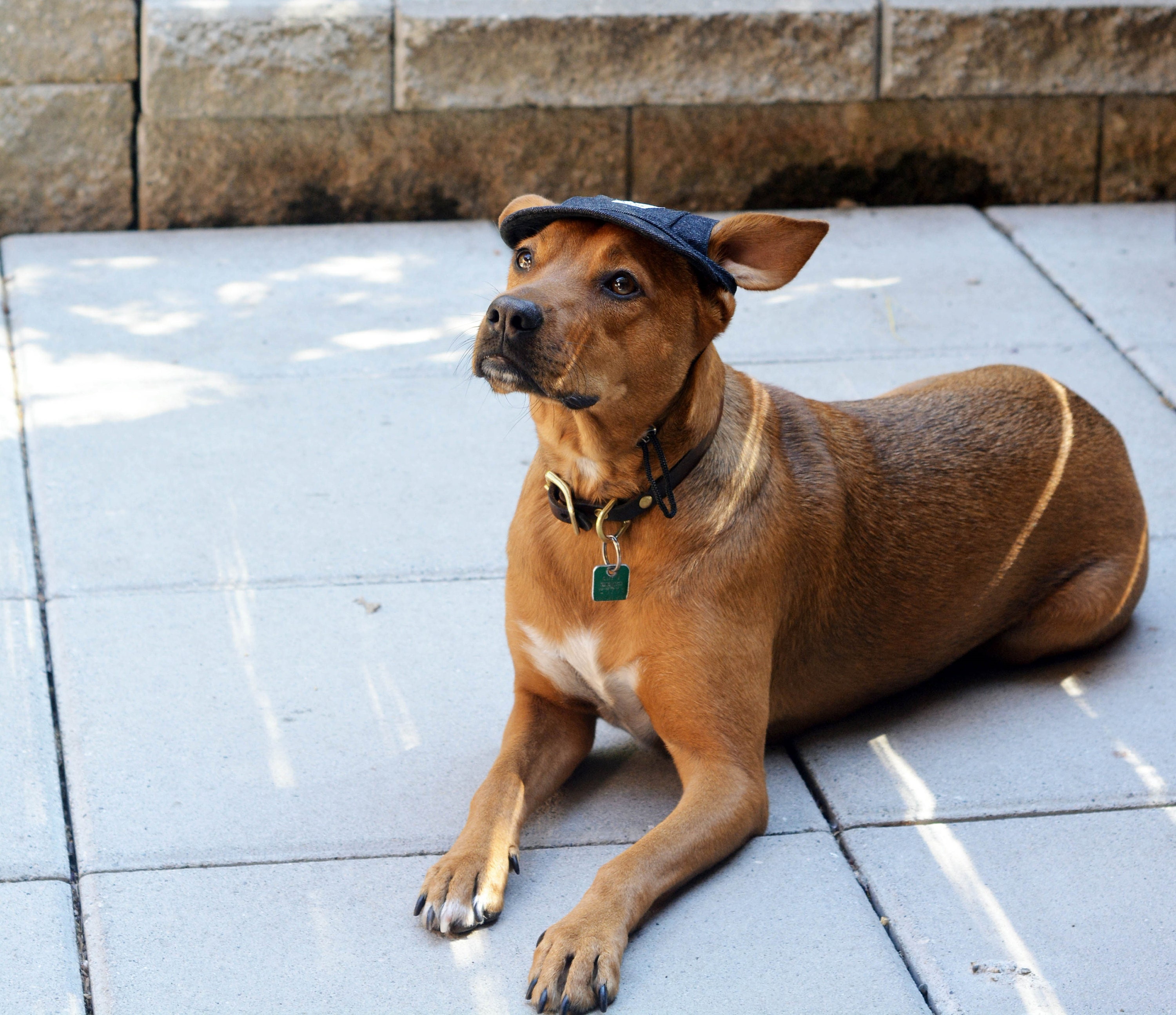 Stevie; President of Hound & Co