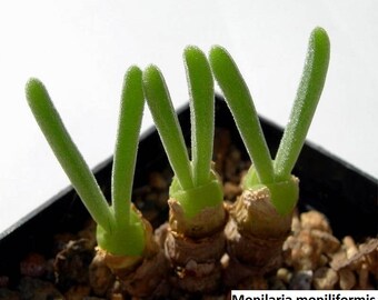 Monilaria moniliformis / 20 seeds (String of Pearls)