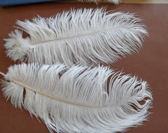 ostrich 2 long and voluptuous 25cms (approx)