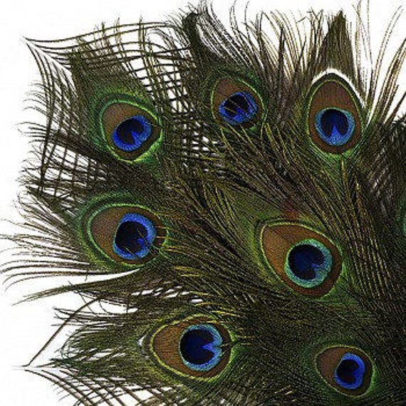 2535 Natural Peacock Feathers 12pc/pkg