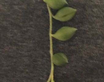 Small String of Pearls Succulent Cutting