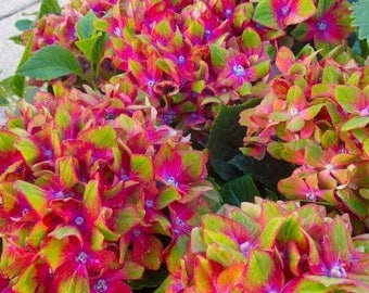 SPECIAL DEAL - Hydrangea Glam Rock - Pack of THREE Plants