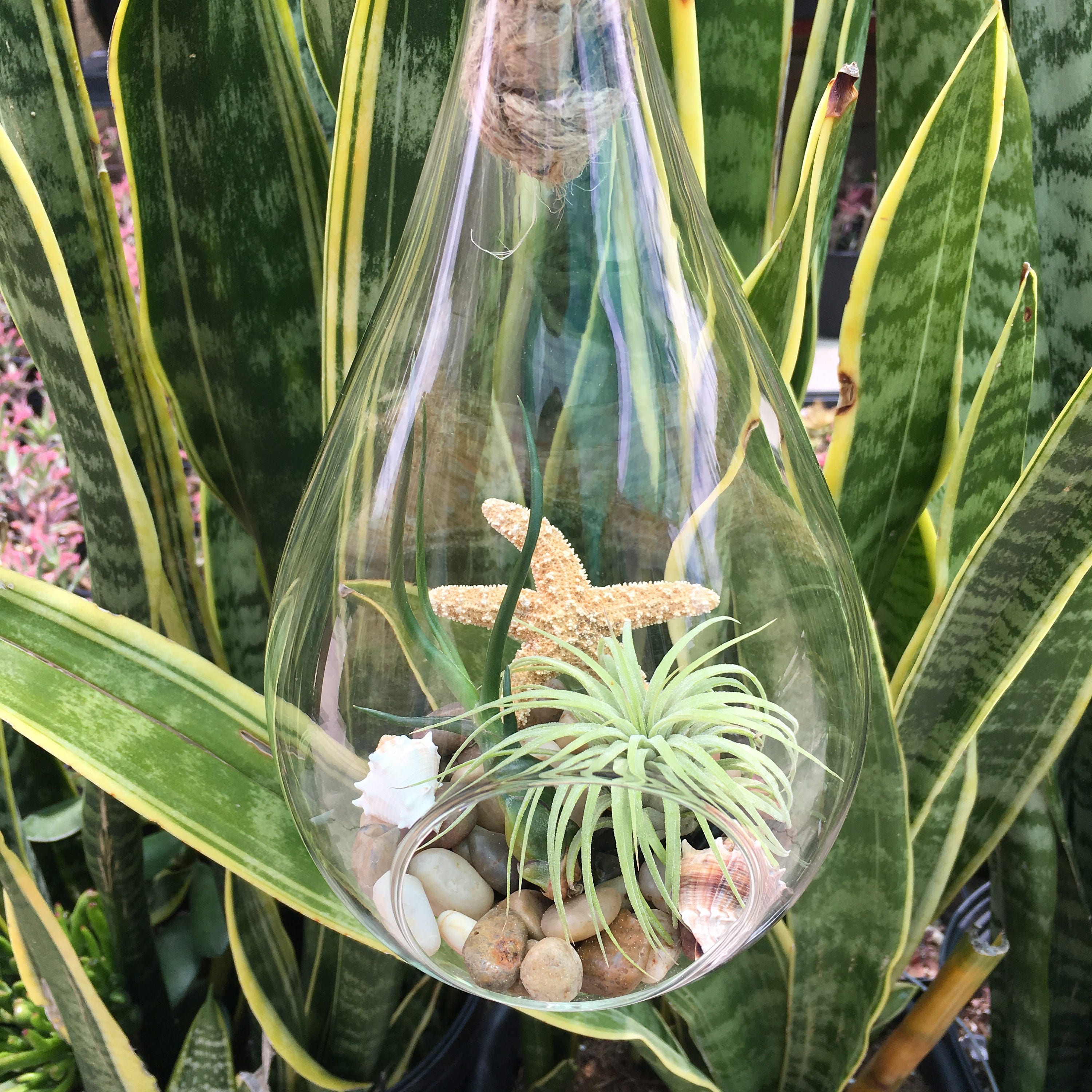 Nautical Airplant Rope Terrarium DIY