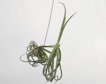LARGE Air Plant Tillandsia Duratii, Hanging Air Plant, Succulents, Live Air Planter, Wholesale Air Plant For SALE, Indoor Plants, Houseplant