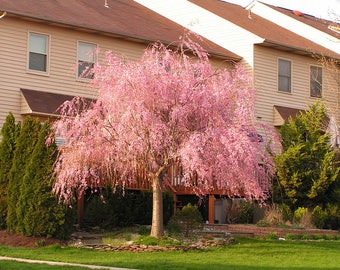 1 Weeping Cherry Tree Higan 3 To 4 Feet Tall 1999 Each 1 Weeping Cherry Tree Higan 3 To 4 Feet Tall 1999 Each