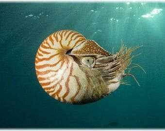 Fossil Nautilus Shell Pendant