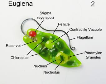 Euglena Fused Glass Protozoan Pendant magnet brooch ornament