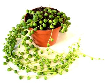 9Greenbox - String of Pearls, Senecio rowleyanus - 4" Pot