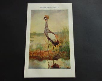 Grey Crowned Crane print 1909 original antique bird drawing of cranes - old Dutch vintage color illustration prints 16x25c 6x10"