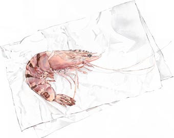 Tiger Prawn A4 Giclee Print of Original Blotted Line & Watercolour Painting. Food Illustration. Kitchen Art. Foodie Gift. Beach House Decor