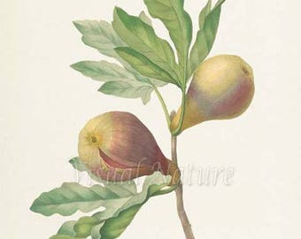 Fig Botanical Print, Fig Art Print, Fruit Art, Fruit Print, Kitchen Art, Garden, Redoute Art, Figs, Fig Wall Art, Ficus Violacea