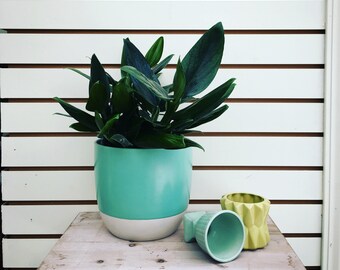 RARE! Philodendron Guttiferum Cuttings (2)