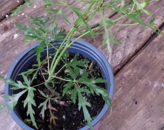 japanese maple bonsai seedlings