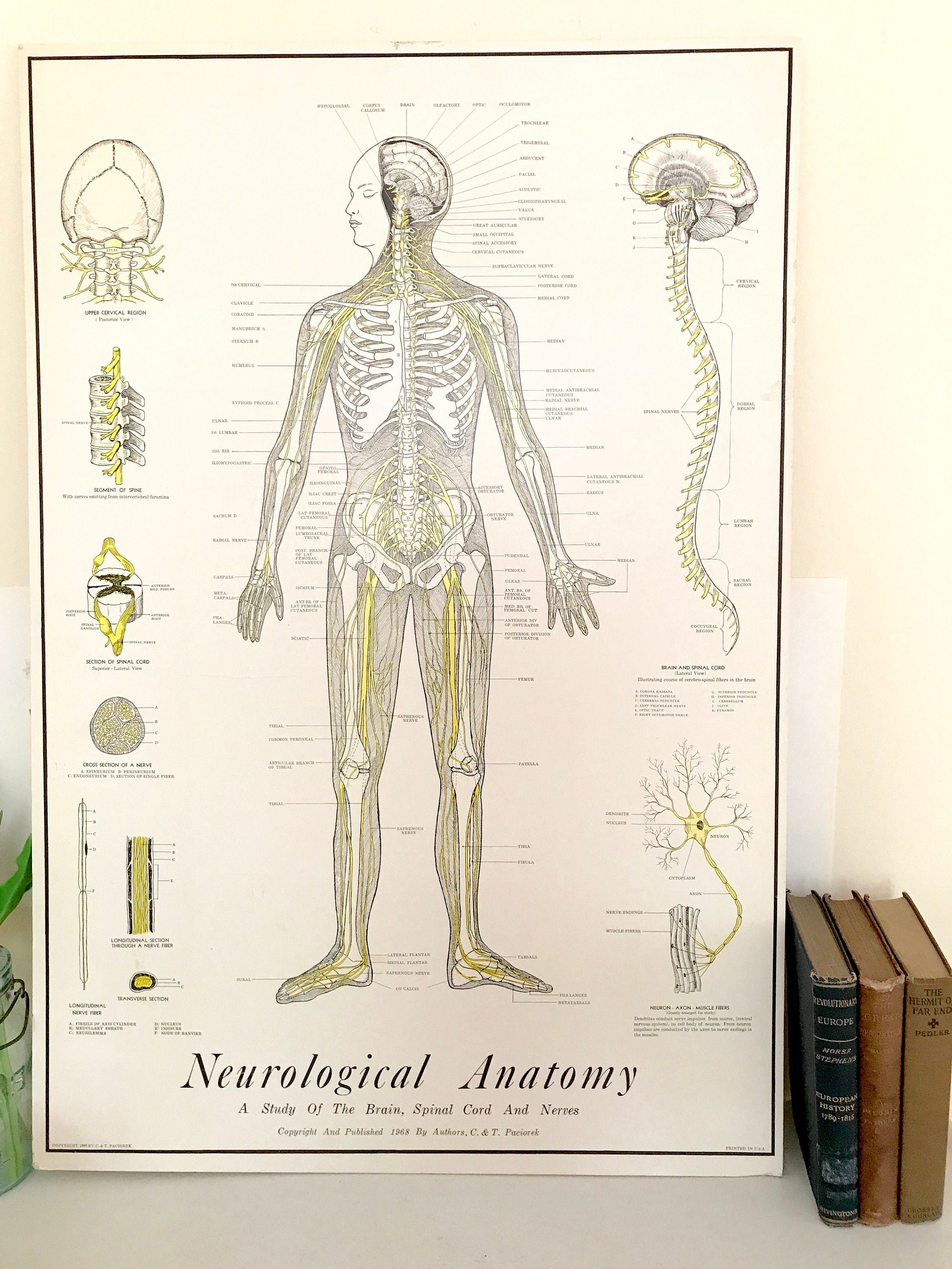 Vintage Anatomy Chart / Neurological Brain Anatomy Chart