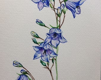 Greeting Card Bluebells