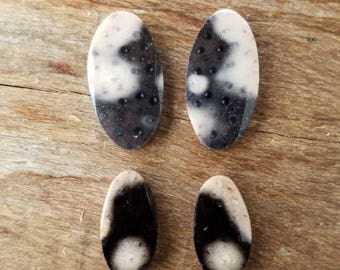 Petrified Palm Wood Cabachons