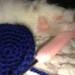 crochetingpaws