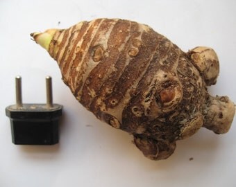 Colocasia Esculenta var Banda / Banda - 1 rhizome