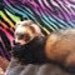 Whiskers Lullaby