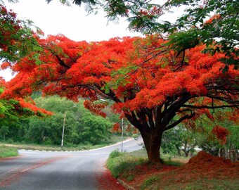 Royal Poinciana | Delonix regia - Flaming Flower Power! - 100 Seeds