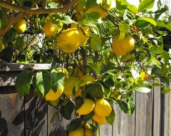TreesAgain Potted Lemon Tree - "Eureka" (Four Seasons) - 8 to 12+ inches