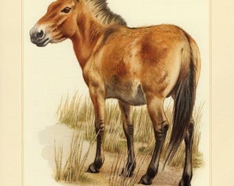 Vintage lithograph of the Przewalski's horse from 1956