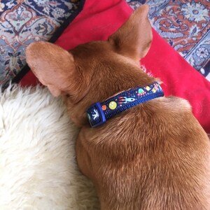 Space Between Dog S Collar And Neck Space Between Dog S Collar And Neck