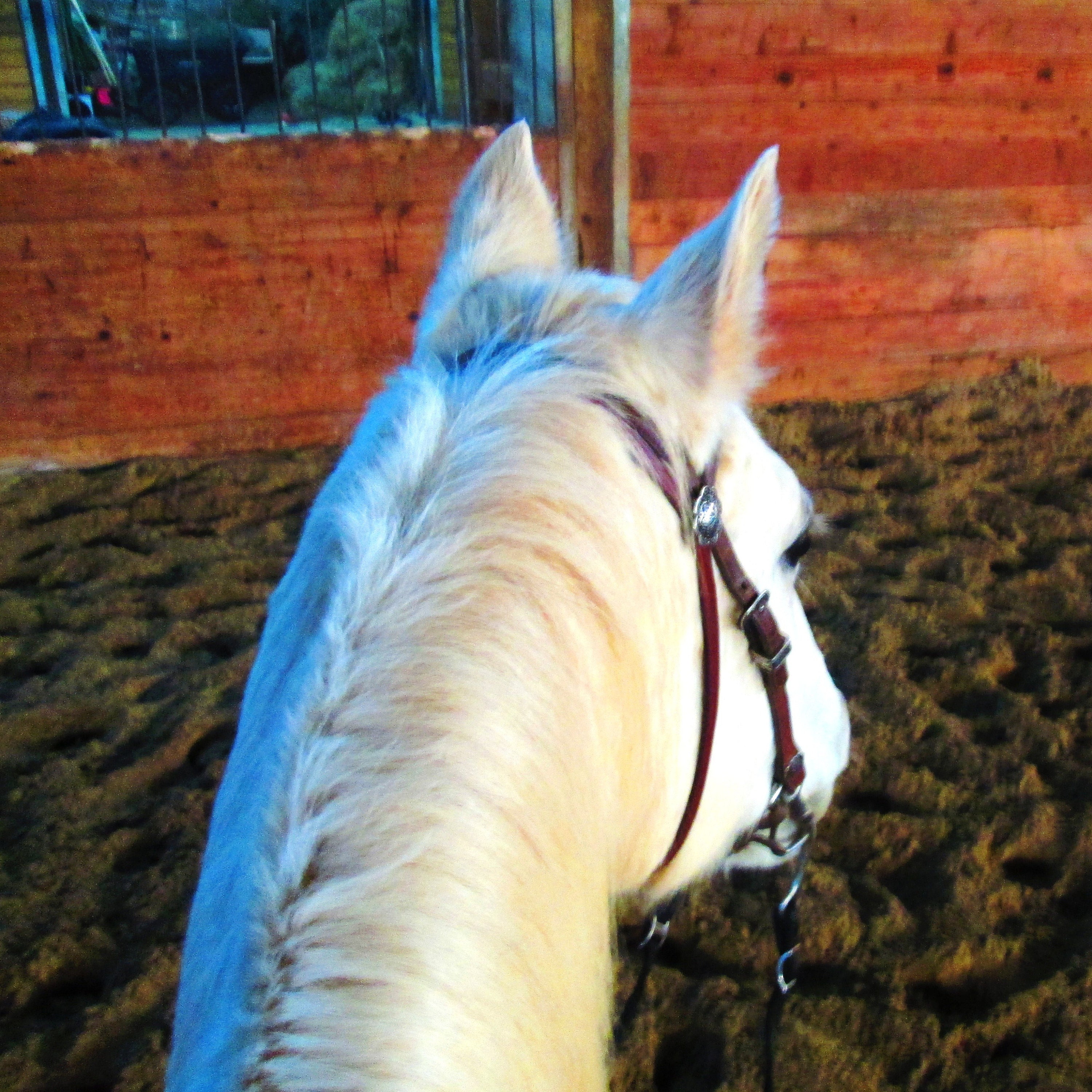 Rose Lodge Equine Supply.. yacht rope reins by RoseLodgeEquine2