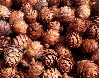 500 Small Pinecones,Mini Pinecones,Tiny,Craft Supply,Wreath Material,Christmas,Wedding,Decor,Natural,Pine Tree,Real Pine Cones