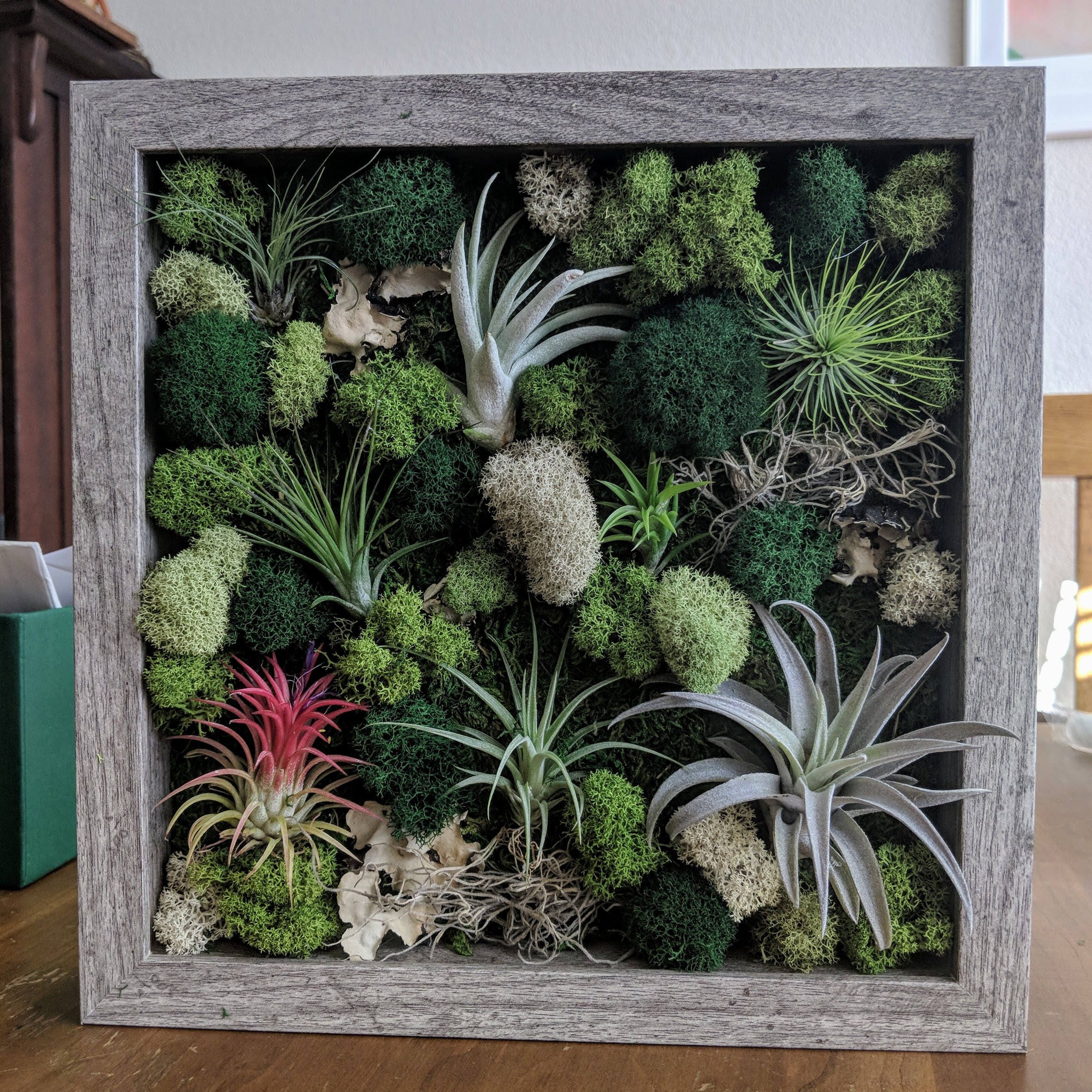 Framed Vertical Wall Garden with Multiple Air Plants and