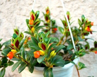Beautiful Goldfish Plant - 7" Pot