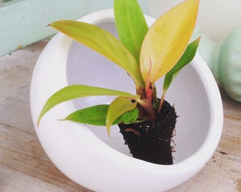 LIMITED! Philodendron Prince of Orange Plug (1)