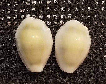 Cowrie Shell Stud Earrings