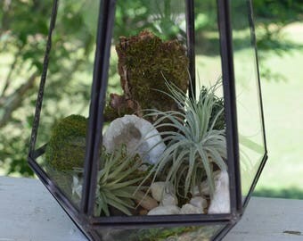 Air Plant Terrarium | Tillandsia | Geometric Terrarium | Glass Terrarium | Air Plant Gift | Airplant | Air Plant Holder | Plant Terrarium