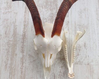 Goat Skull | Etsy