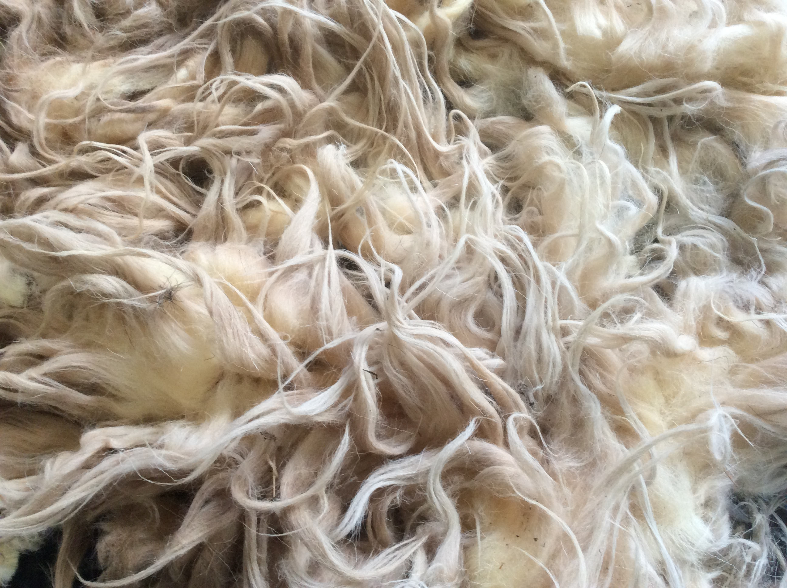 Raw fleece, half unwashed fleece, spinning fleece, craft, felting