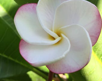 Pink pansy plumeria cutting