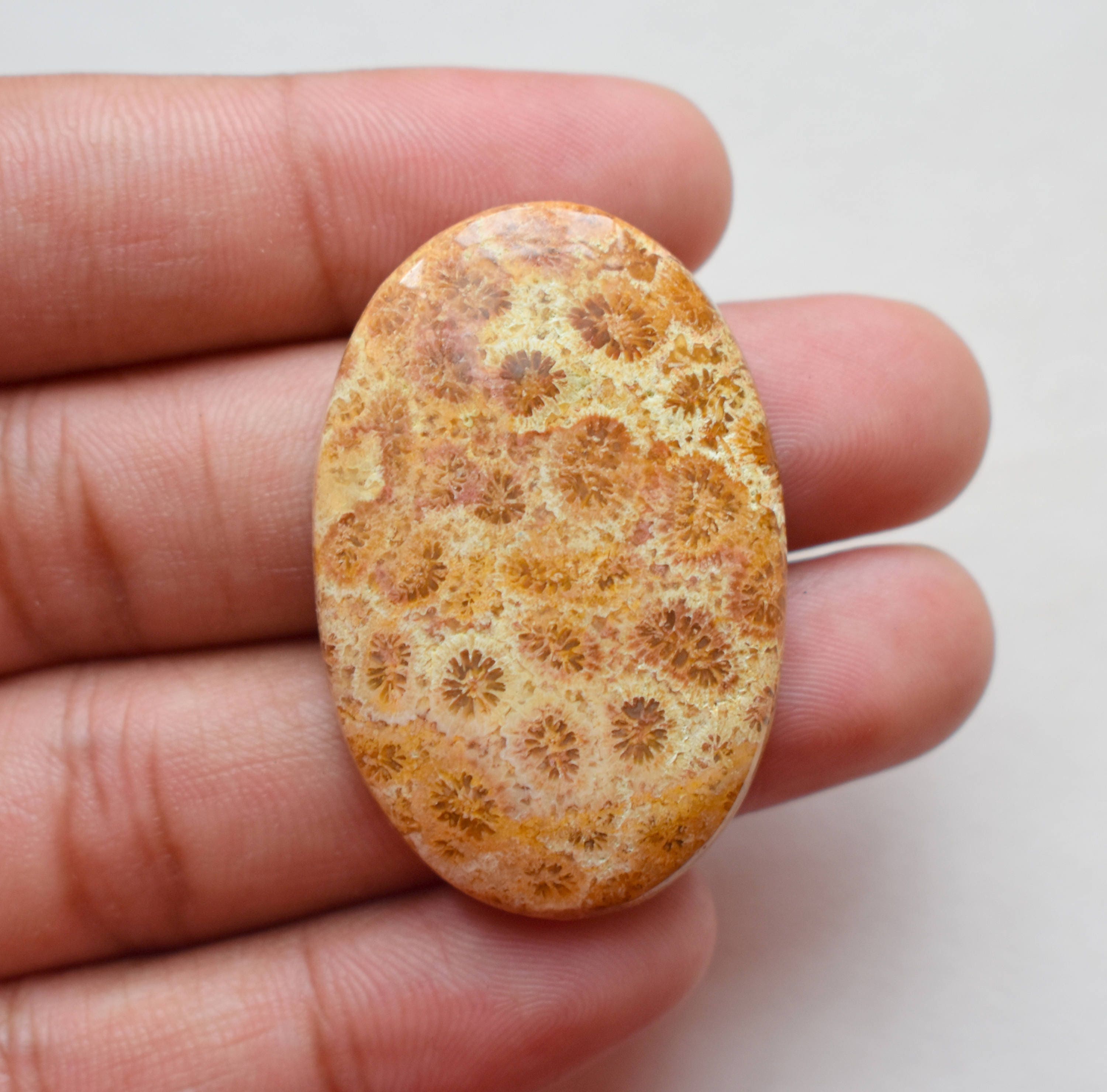 43 x 28 Natural Designer Fossil coral Jasper loose cabochon