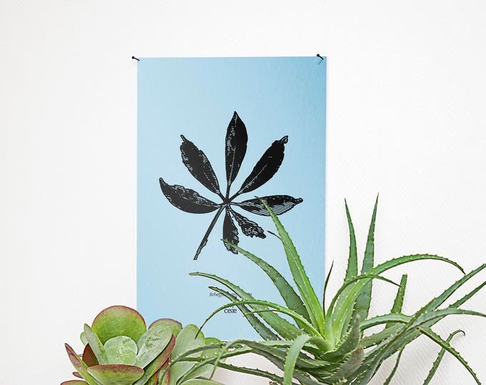 Poster - Schefflera arboricola